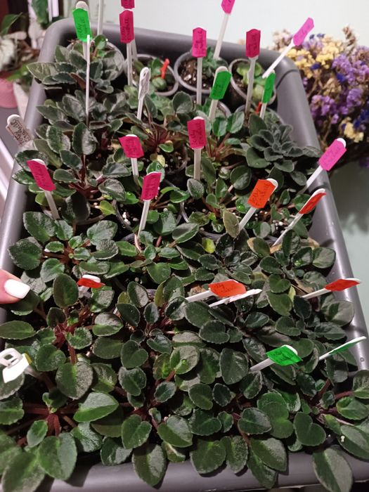 Продам дітки та квітучі фіалки різних сортів