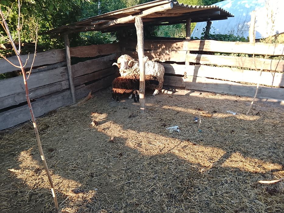Породиста сім'я баранів