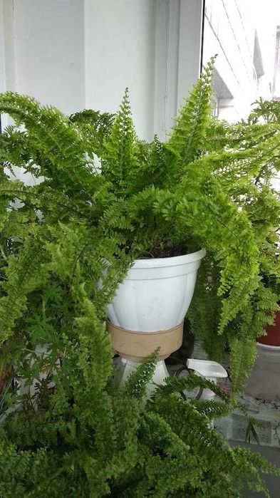 Папоротник домашний (листики кучерявые)