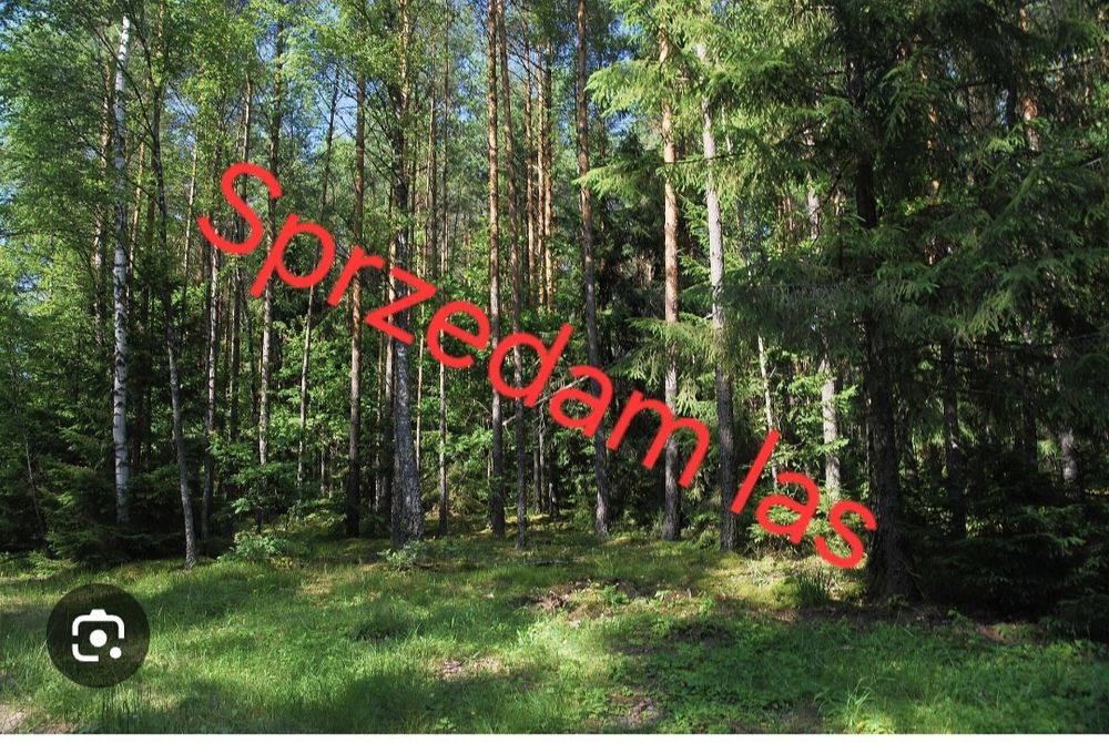 Sprzedam las w Bachowie