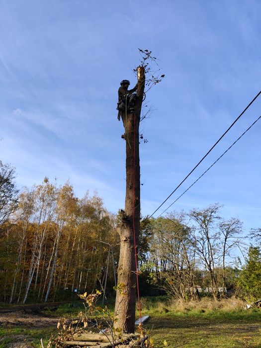 Alpinistyczna wycinka/pielęgnacja drzew Kujawsko-pomorskie
