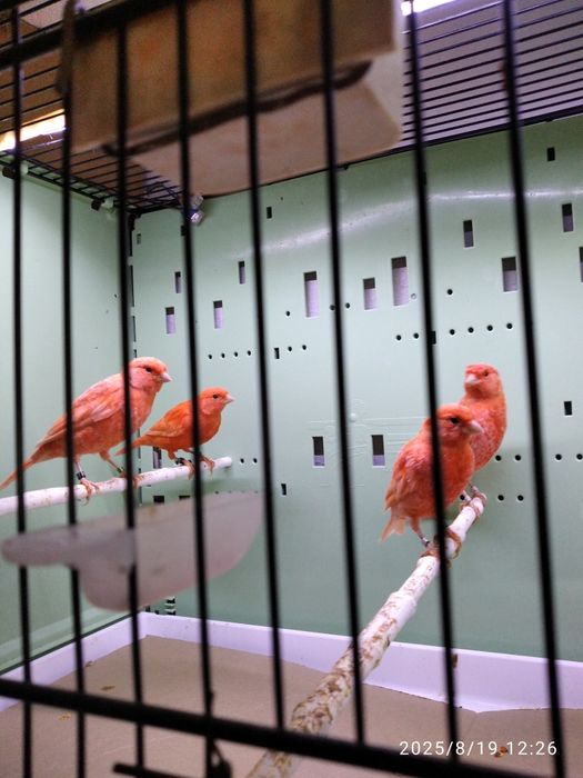 Kanarki  sprzedam z tego roku