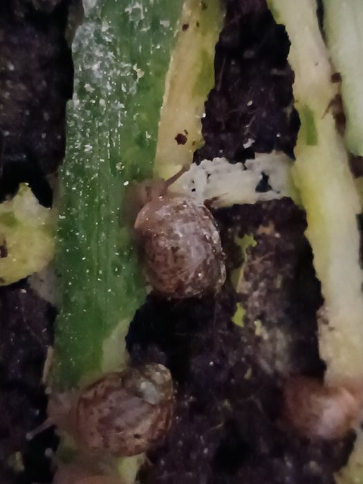 Продам Ахатинов.