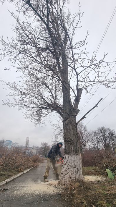 Спил деревьев с вывозом веток