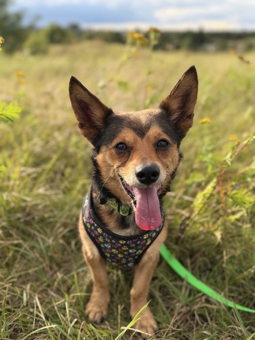 Psiak Tobi do adopcji