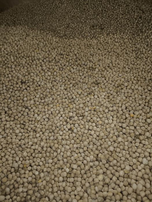 Sprzedam groch odmiana Dexter