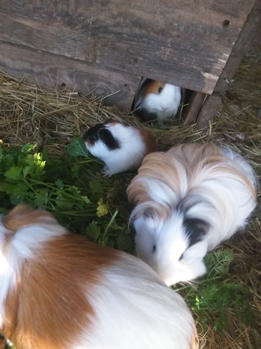 Świnki morskie kolorowe