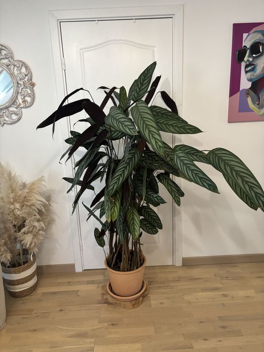 Duża roślina  Ctenanthe setosa 'Grey Star', ponad 160cm, odbior osobisty .