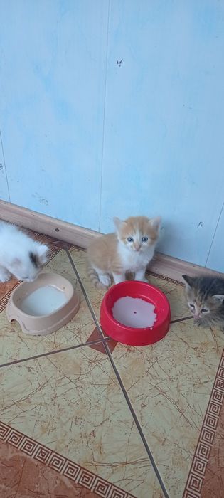 Віддам маленьких кошенят в люблячу родину.