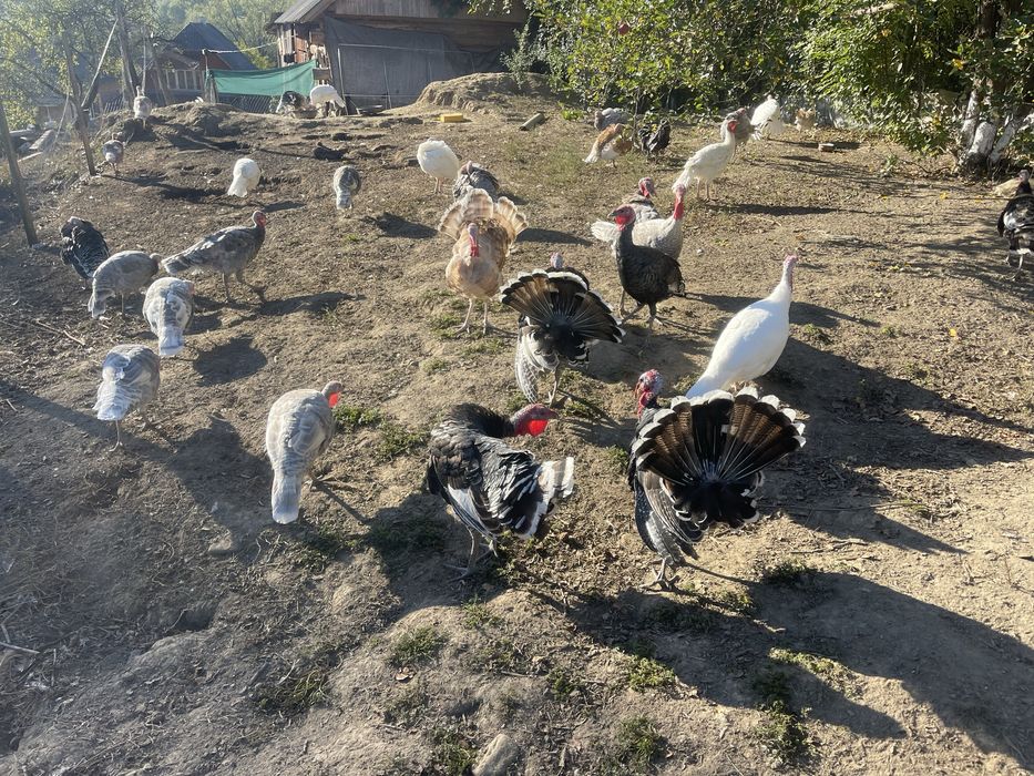 Продаються молоді індики