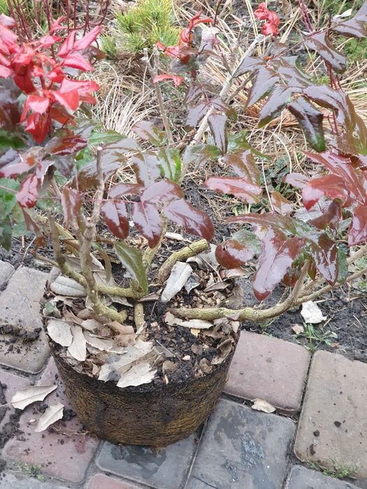 Магонія  по50  копана 4 річка 30смстриж