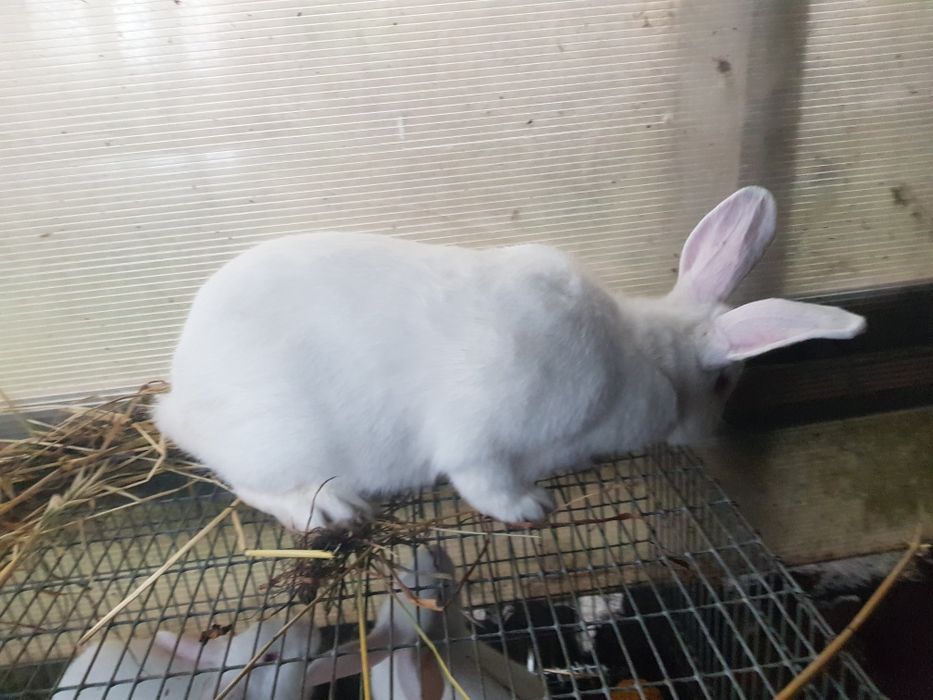 Продам Кролики самці та самки