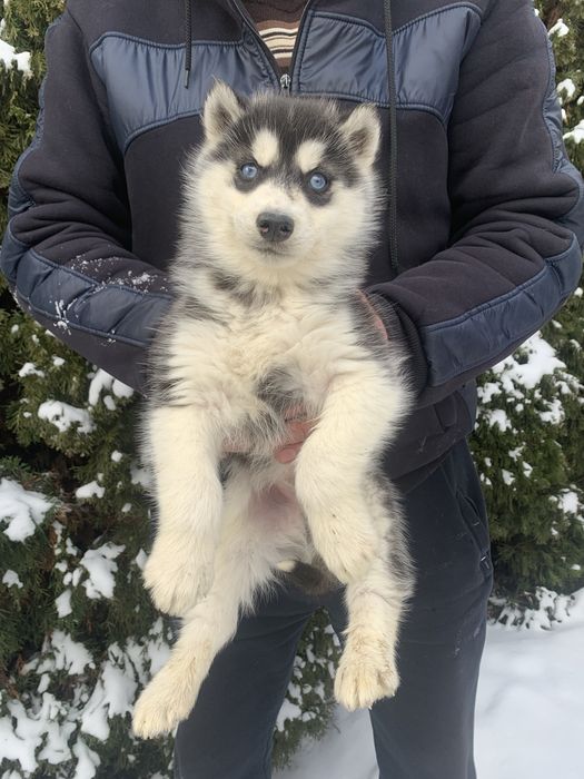 Продам цуценят Сибірської Хаскі