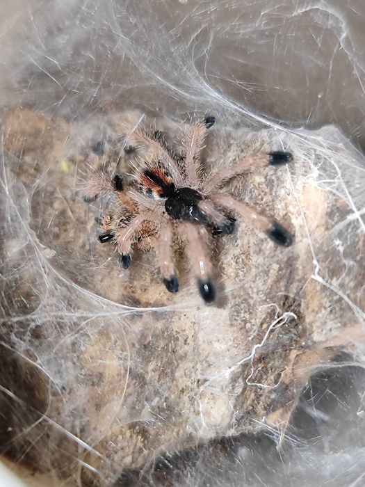 Ptasznik Avicularia avicularia L3/4