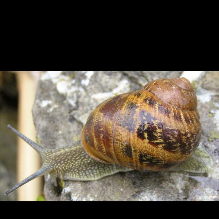 Мальок равлика (ікра) Helix Aspersa Muller та Maxima