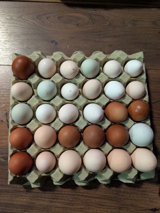 Jaja lęgowe mix różne ODBIÓR OSOBISTY