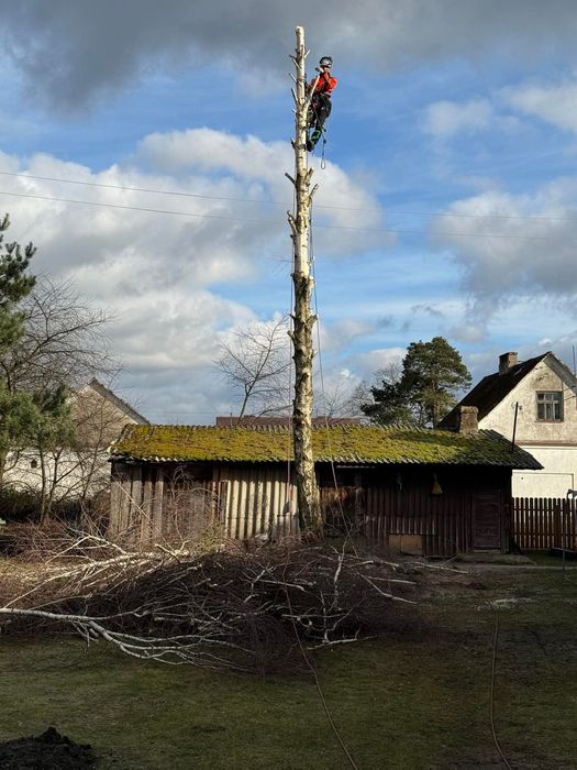 Wycinka drzew trudnych, niebezpiecznych