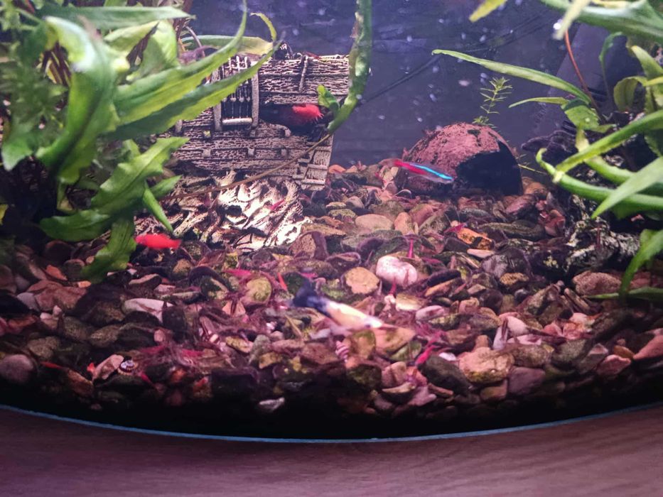 Akwarium 65l Okazja