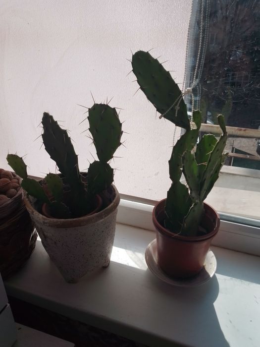 Суккулент кактус опунція та  Крассула Овата (Crassula Ovata),