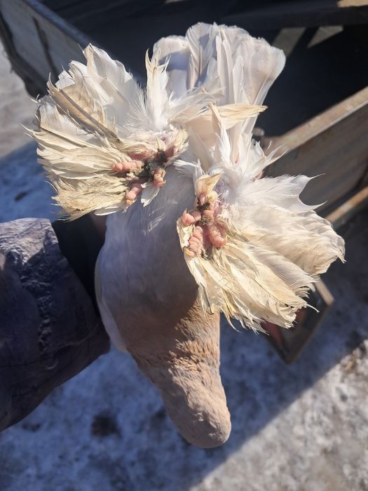 Blauwindry gładkie para