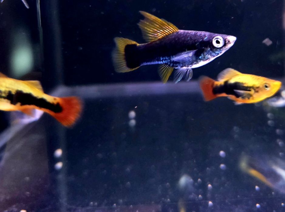 Mieczyk delta czarny
