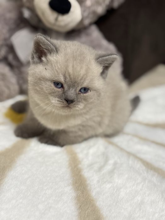 Kocur Brytyjski Point Kot ColorPoint  Kotek