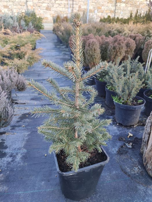 Новогодняя живая елка,сосна для дома,улицы Коника,Маджестик Блю,Глаука