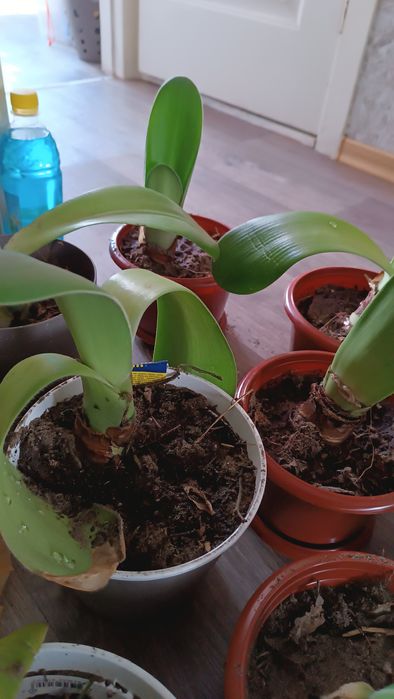 Гемантус белый пушистый