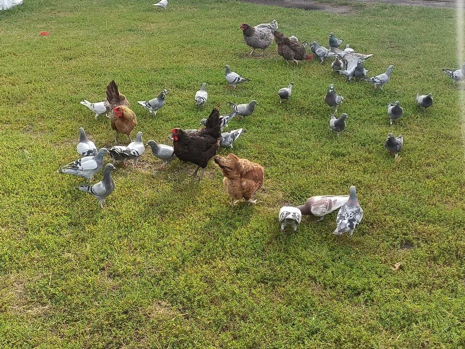 Gołębie pocztowe