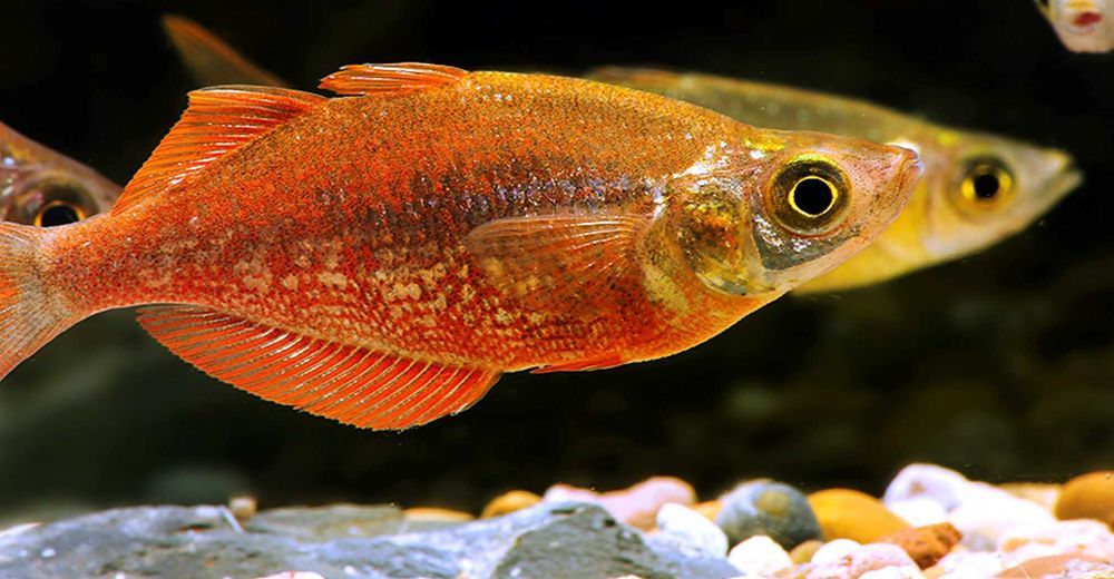Tęczanka czerwona - Glossolepis incisus - dowóz, wysyłka