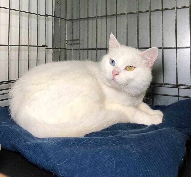 Уникальный,белоснежный котик с глазами разного цвета. Патриот, 1 годик