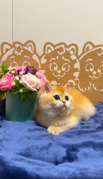 Плюшева красунечка