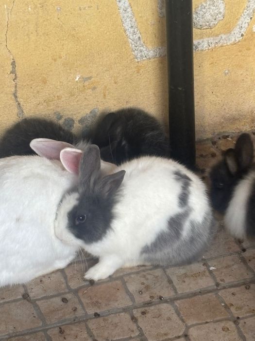 Coelha anoes lindíssimos