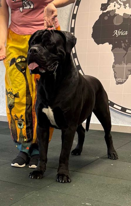 Кобель Итальянский Кане-корсо (Cane Corso) для вязки