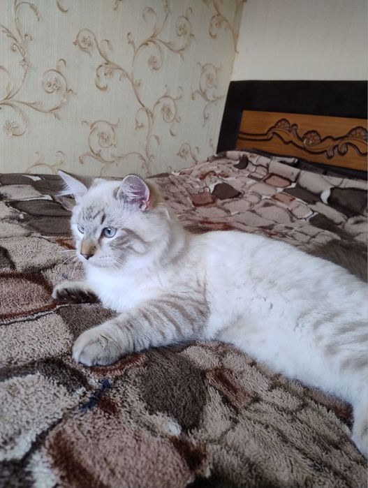 Невский маскарадний КРАСАВЧИК