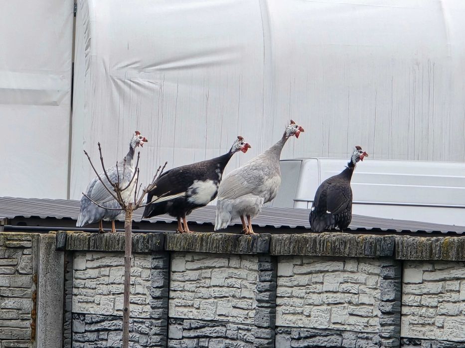 Perliczki roczne samce w różnych kolorach