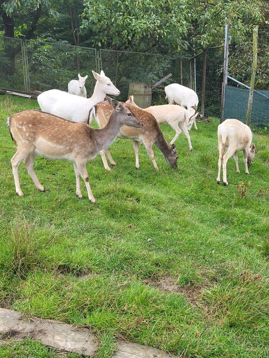 Łanie białe i płowe