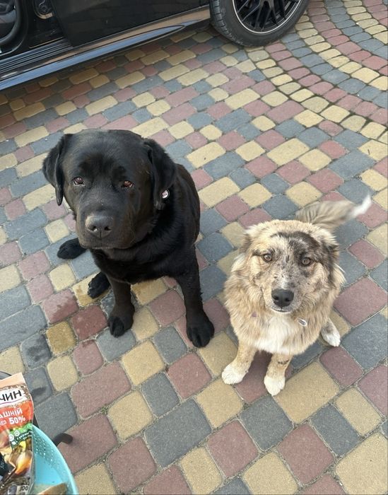 Віддам собачку в добрі руки!