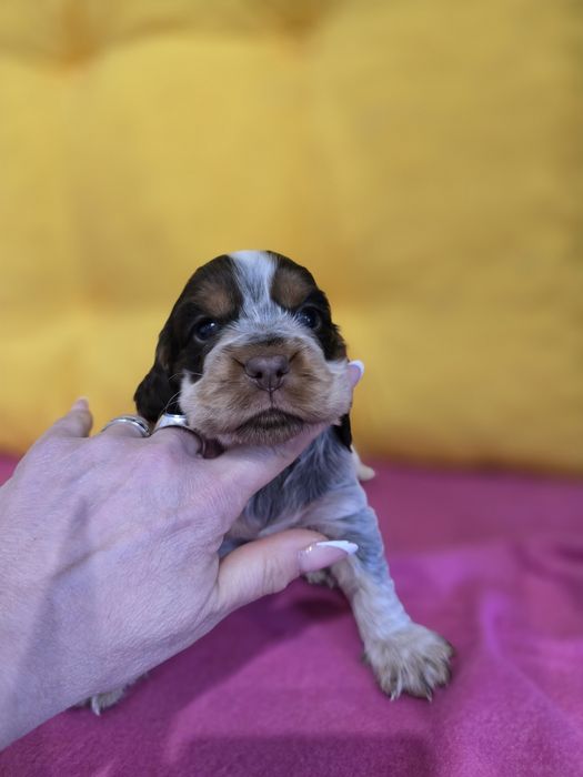 Cocker spaniel angielski choco roan tan suczka