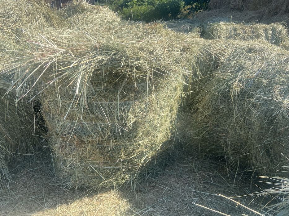 Сено в тюках круглых