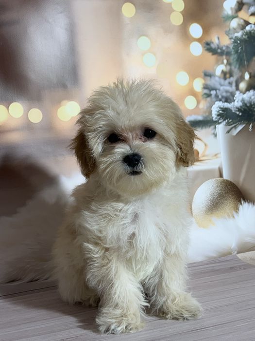 Дівчинка Мальтипу . Київ