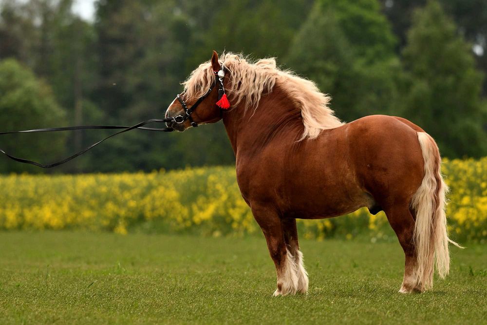 Ogier sokólski Stanówka/Zamienię/Sprzedam