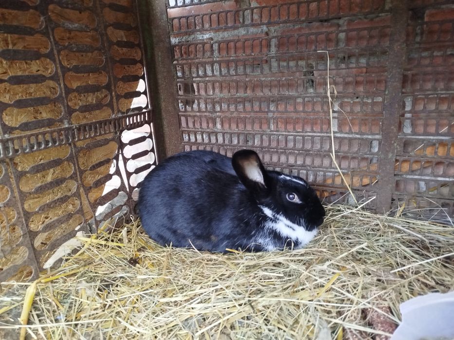 2 samice roczne po pierwszym wykocie