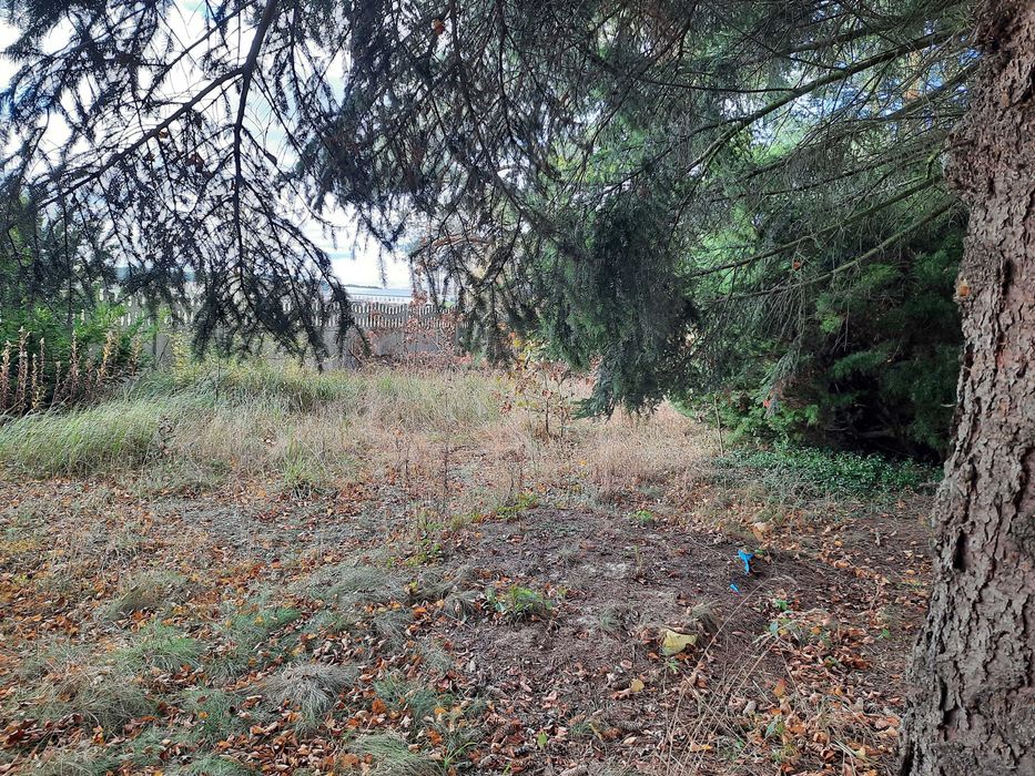 Siedlisko z potencjałem i dostępem do jeziora - Mozolice Małe 7024 m² - 360tys. - Więcej