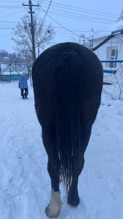 Продам робочу кобилу!