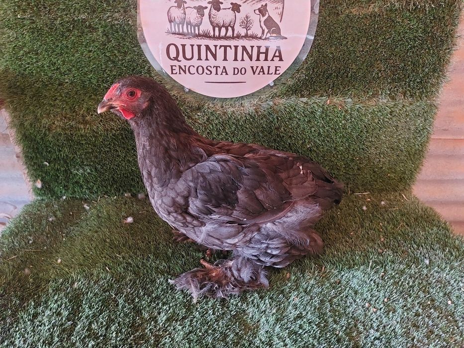 Pintos brahmas Black