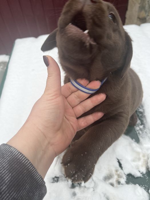 Лабрадор. Шоколадні. Цуценя