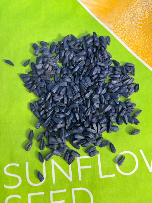 Гібрид соняшника Рапід