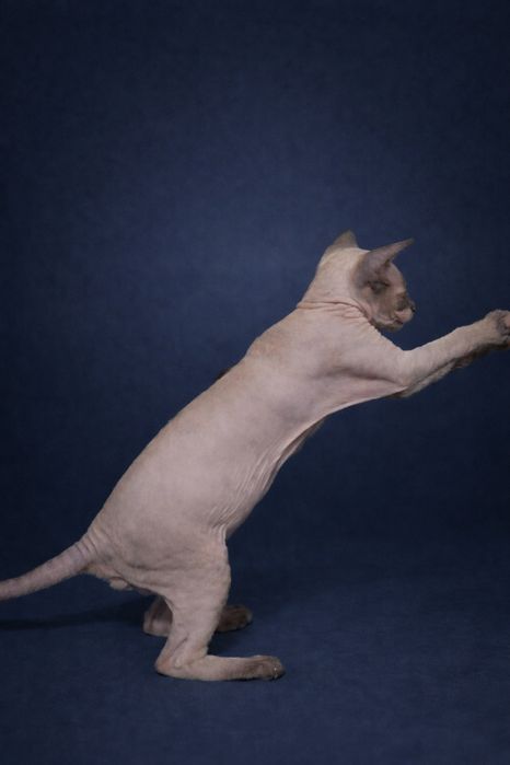 Петерболд окрас колор поінт