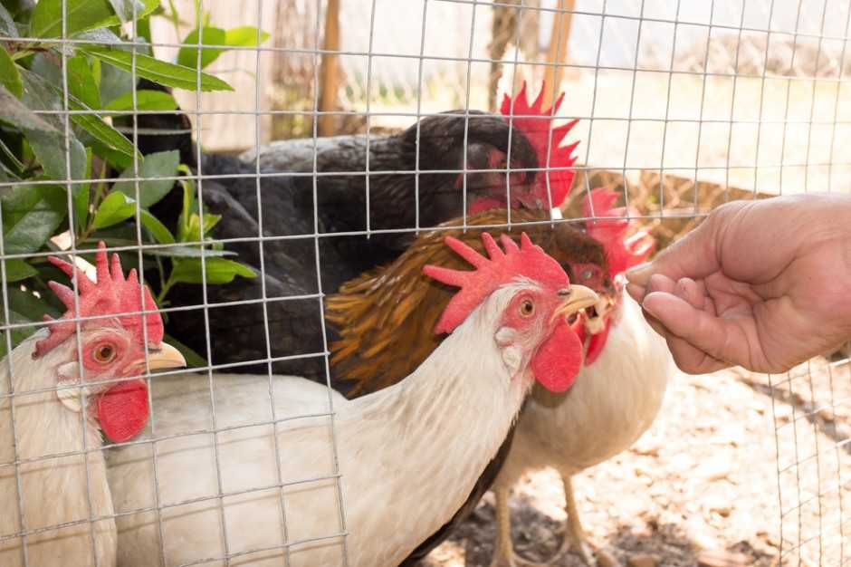 Kury Nioski Rosa Messa Leghorn młode kurki z pierwszym jajkiem